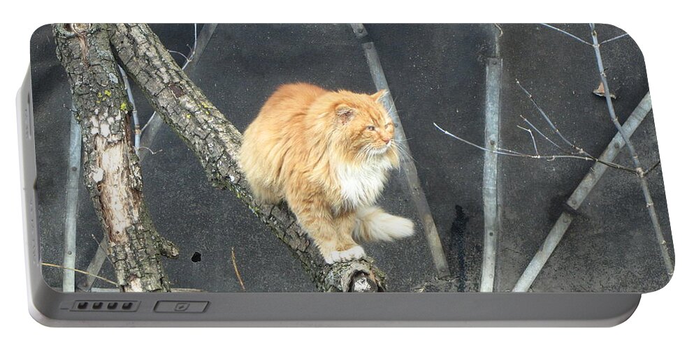 Cat Portable Battery Charger featuring the photograph Cat #74 by Jackie Russo