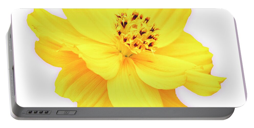 Cosmos Portable Battery Charger featuring the photograph Cosmos Flower in Full Bloom #8 by A Macarthur Gurmankin