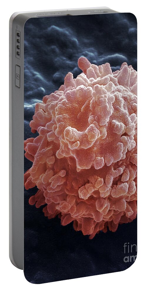Lymphocyte Portable Battery Charger featuring the photograph Human Lymphocyte Cell, Sem #8 by Ted Kinsman