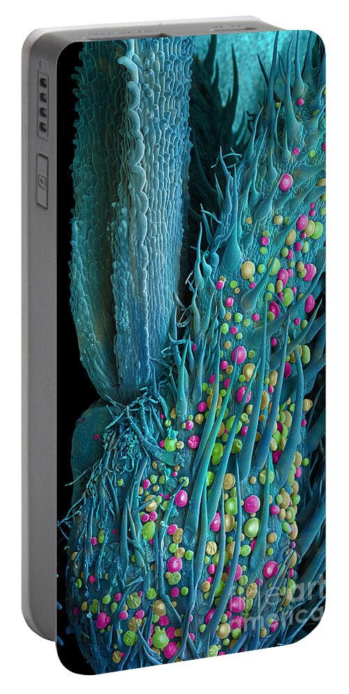Biological Portable Battery Charger featuring the photograph Marijuana Female Flower, SEM #8 by Ted Kinsman