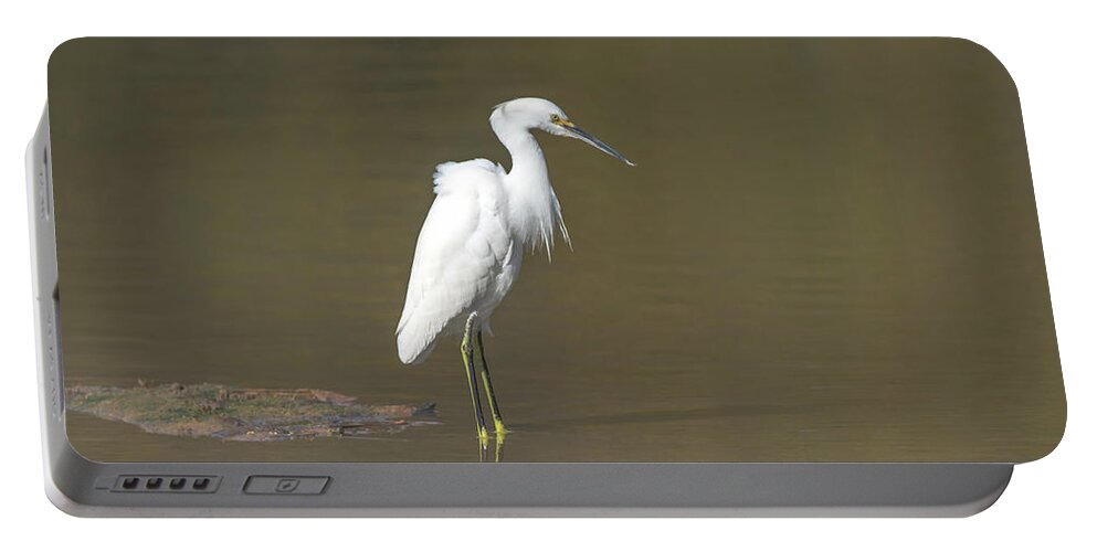 Snowy Portable Battery Charger featuring the photograph Snowy Egret #88 by Tam Ryan