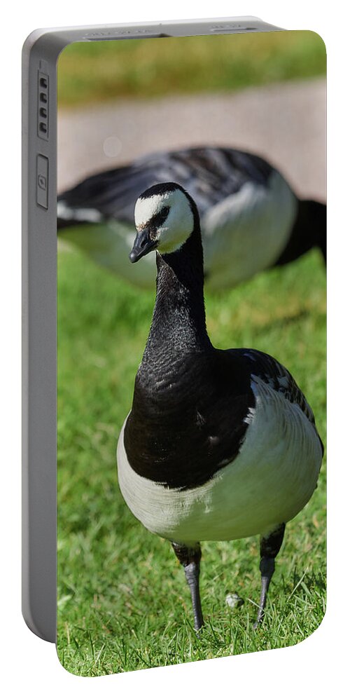 Barnacle Goose Portable Battery Charger featuring the photograph Barnacle goose #9 by Jouko Lehto