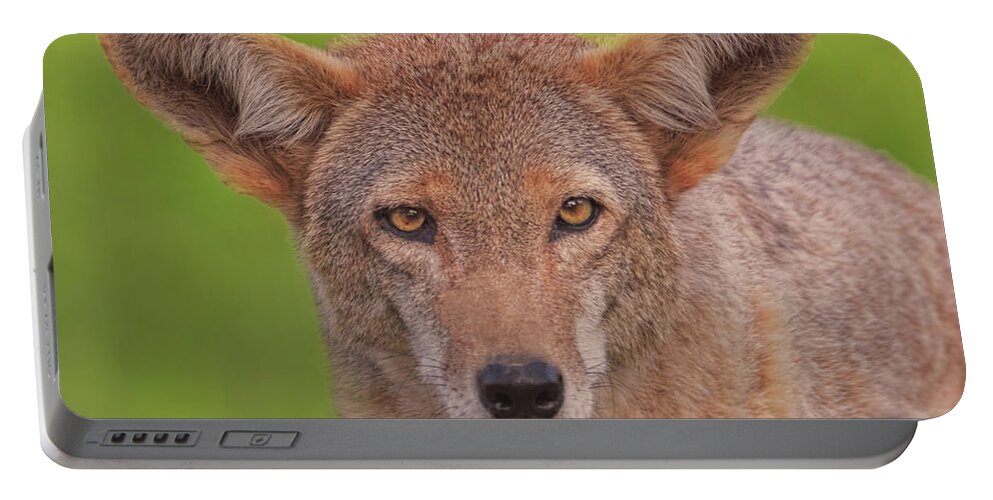 Animal Portable Battery Charger featuring the photograph Coyote #9 by Brian Cross