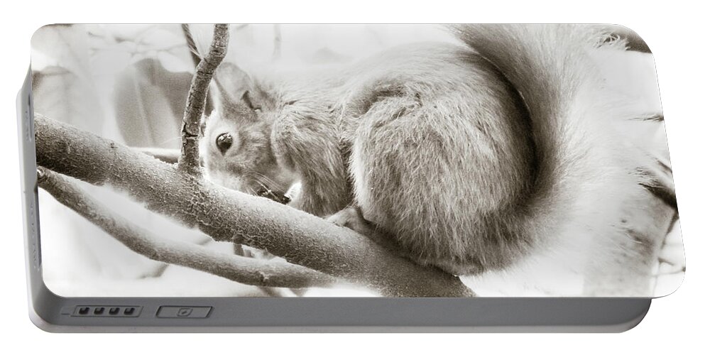 Bird Portable Battery Charger featuring the photograph Squirrel #9 by Cesar Vieira