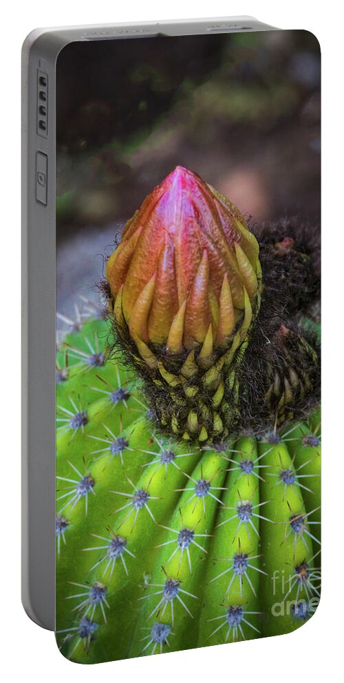 A Blooming Cactus Portable Battery Charger featuring the photograph A Blooming Cactus by Mitch Shindelbower
