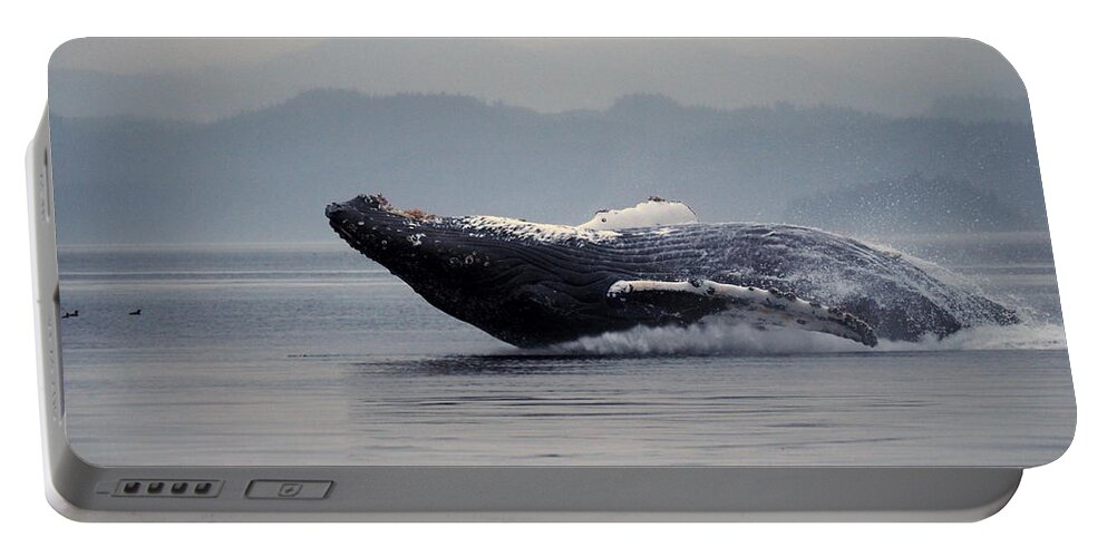 Humpback Whale Portable Battery Charger featuring the photograph A Breaching Humpback Whale by Darrell MacIver