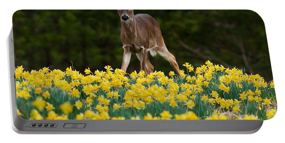 Doe Portable Battery Charger featuring the photograph A Deer and Daffodils III by Douglas Stucky