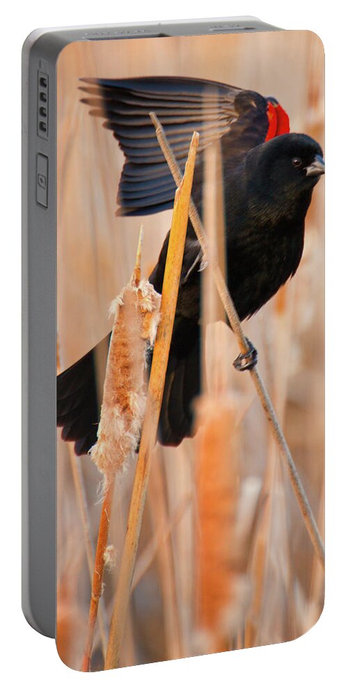 Agelaius Phoeniceus Portable Battery Charger featuring the photograph A Delicate Balance by John De Bord