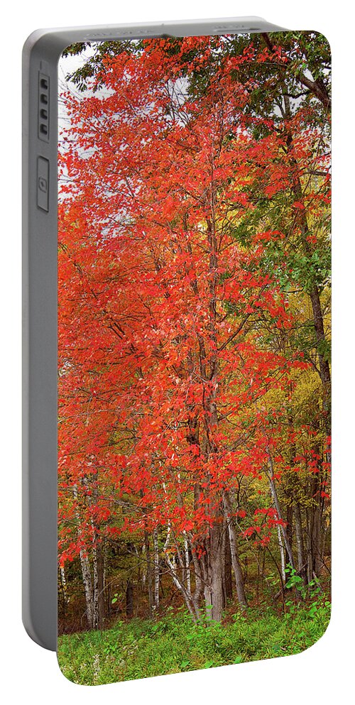 Fall Portrait Portable Battery Charger featuring the photograph A Fall Forest Portrait by Gwen Gibson