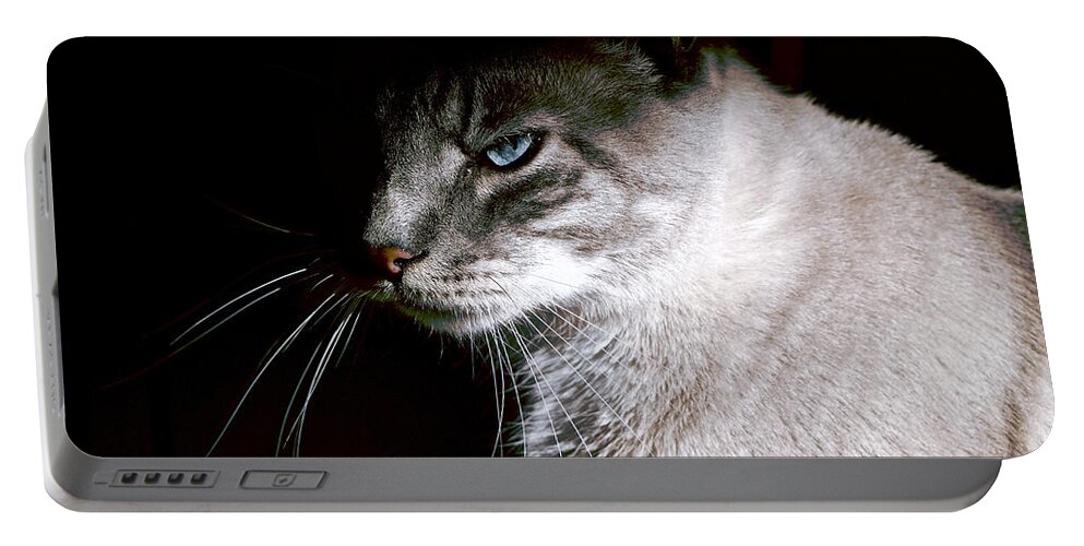 Cat Portable Battery Charger featuring the photograph A Glare by Rachel Morrison