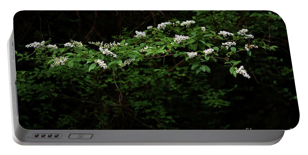 Nature Portable Battery Charger featuring the photograph A Light In The Darkness by Skip Willits