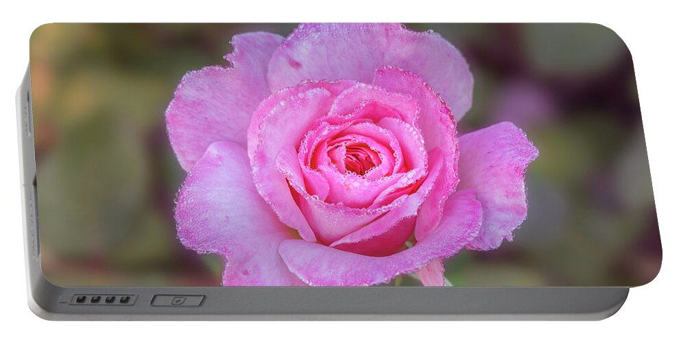 Rose Portable Battery Charger featuring the photograph A pink rose kissed by morning dew. by Usha Peddamatham