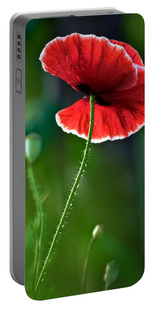 Poppy Portable Battery Charger featuring the photograph A Red and White Poppy Flower by Rachel Morrison