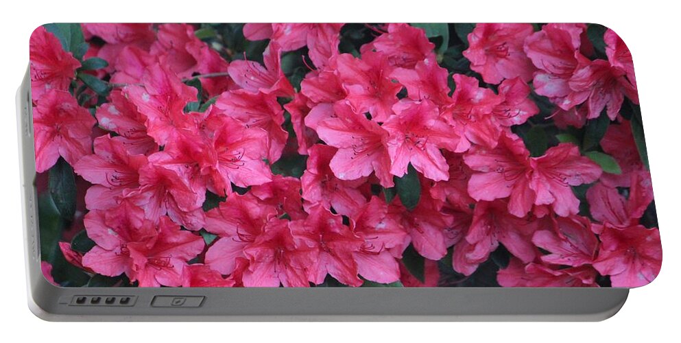 Azalea Portable Battery Charger featuring the photograph A Shade Of Pink by Cynthia Guinn