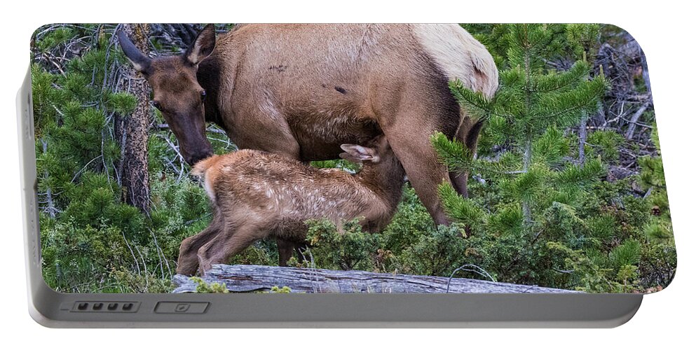 Elk Calf Portable Battery Charger featuring the photograph A Sweet Moment In Time by Mindy Musick King