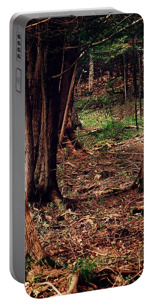 Forest Print Portable Battery Charger featuring the photograph A Walk in the Forest by Gwen Gibson