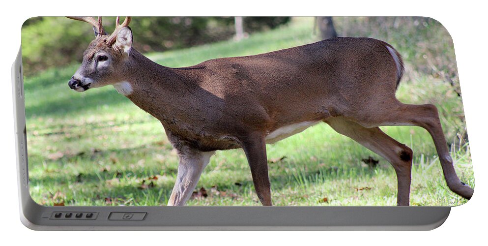 Cervidae Portable Battery Charger featuring the photograph A young male white tail deer walks by Adam Long