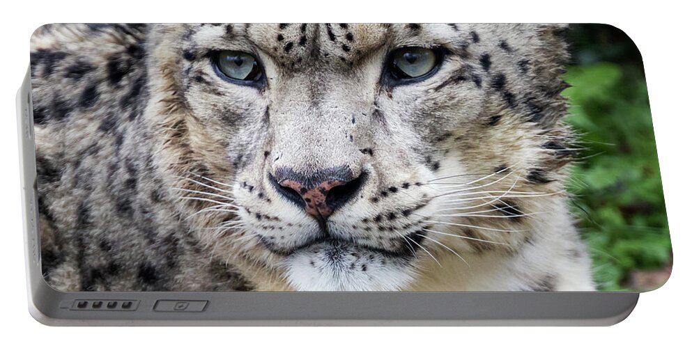 Leopard Portable Battery Charger featuring the photograph Adult snow leopard portrait by Jane Rix