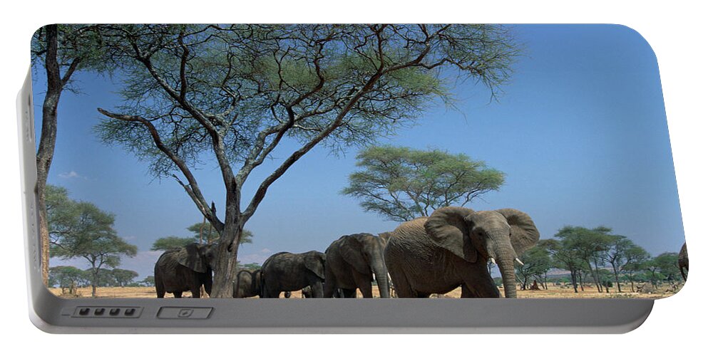 Mp Portable Battery Charger featuring the photograph African Elephant Loxodonta Africana by Gerry Ellis