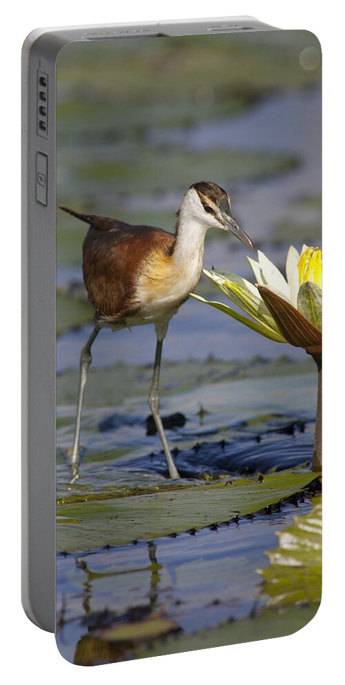 Mp Portable Battery Charger featuring the photograph African Jacana Actophilornis Africanus by Matthias Breiter