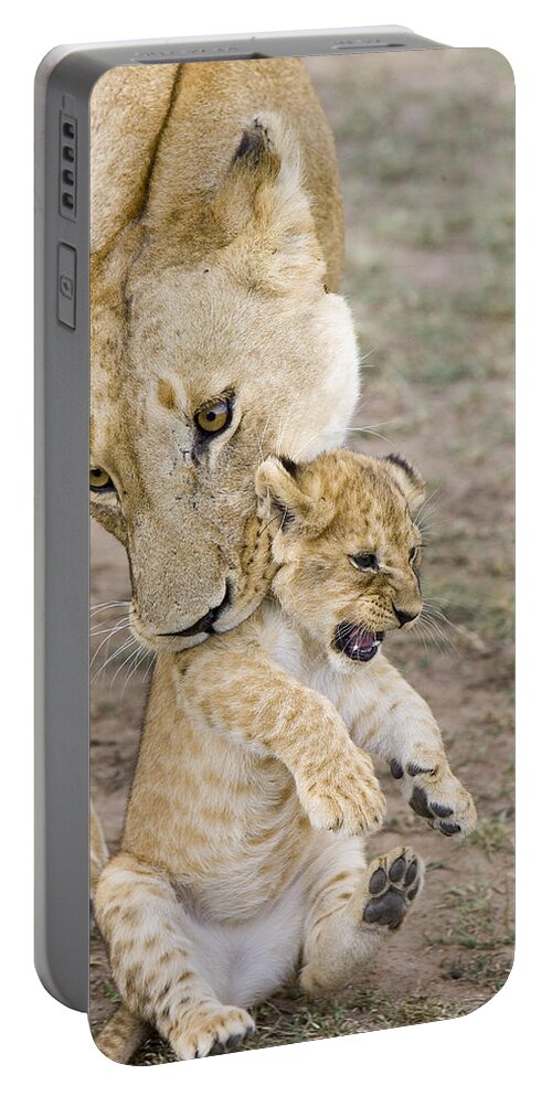 00761319 Portable Battery Charger featuring the photograph African Lion Mother Picking Up Cub by Suzi Eszterhas