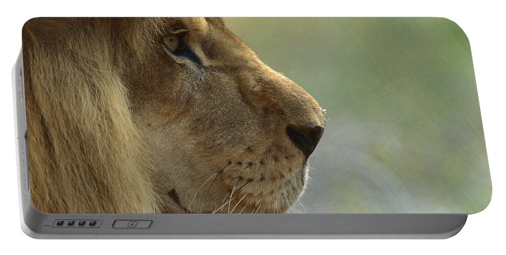 Mp Portable Battery Charger featuring the photograph African Lion Panthera Leo Male Portrait by Zssd