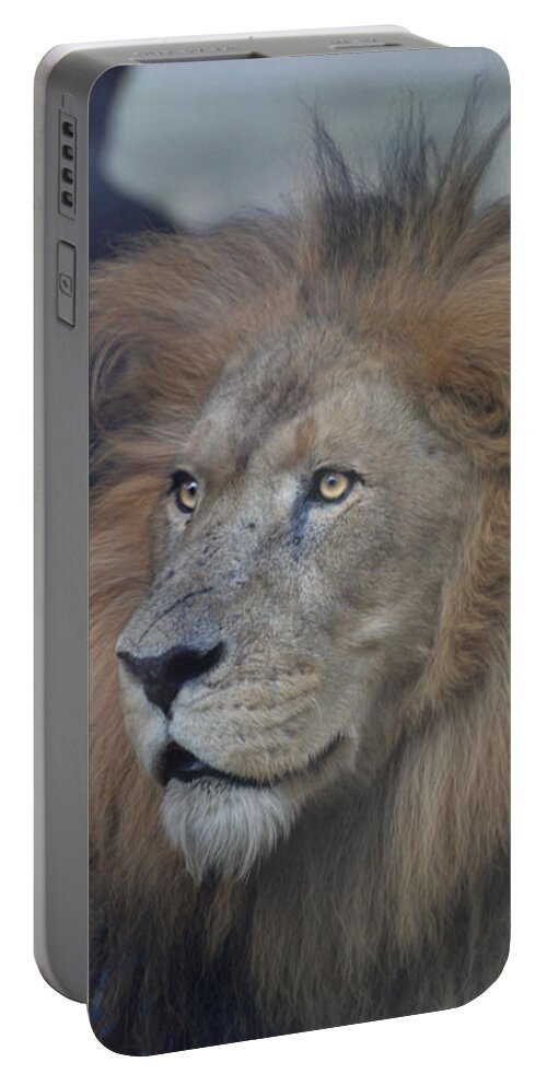 Lion Portable Battery Charger featuring the photograph African Lion by Savannah Gibbs