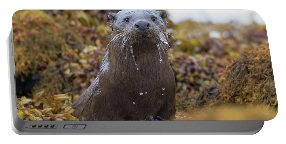 Otter Portable Battery Charger featuring the photograph Alert Female Otter by Pete Walkden