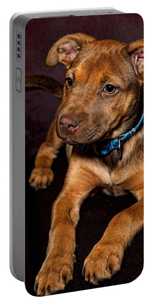 Puppy Portable Battery Charger featuring the photograph Alex by Christopher Holmes