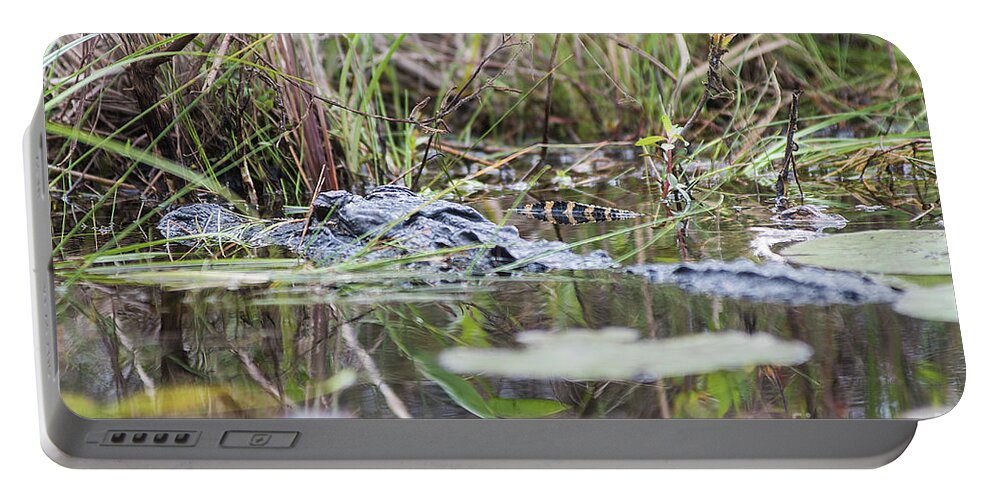 Alligator Portable Battery Charger featuring the photograph Alligator and Hatchling by Steve Somerville