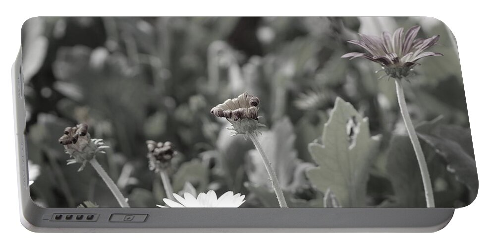 Field Of Daisies Portable Battery Charger featuring the photograph Almost Black and White Field of Daisies by Colleen Cornelius