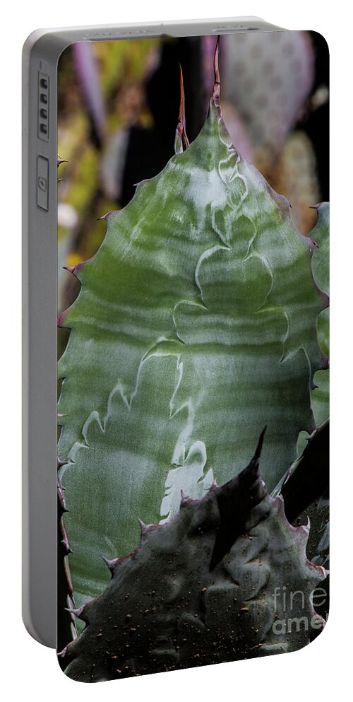 Arboretum Portable Battery Charger featuring the photograph Aloe Striations by Kathy McClure