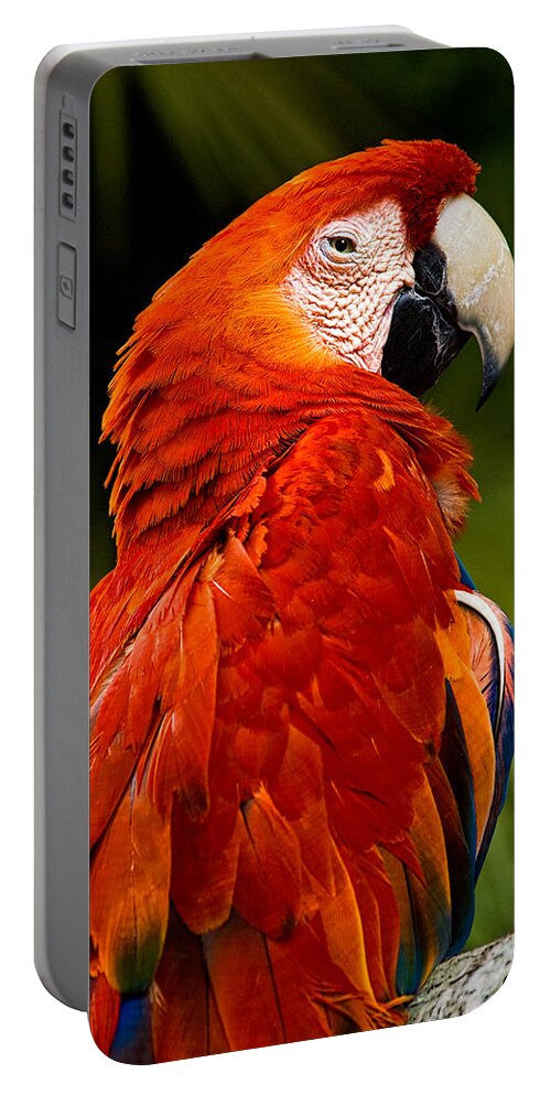 Bird Portable Battery Charger featuring the photograph Aloof In Red by Christopher Holmes