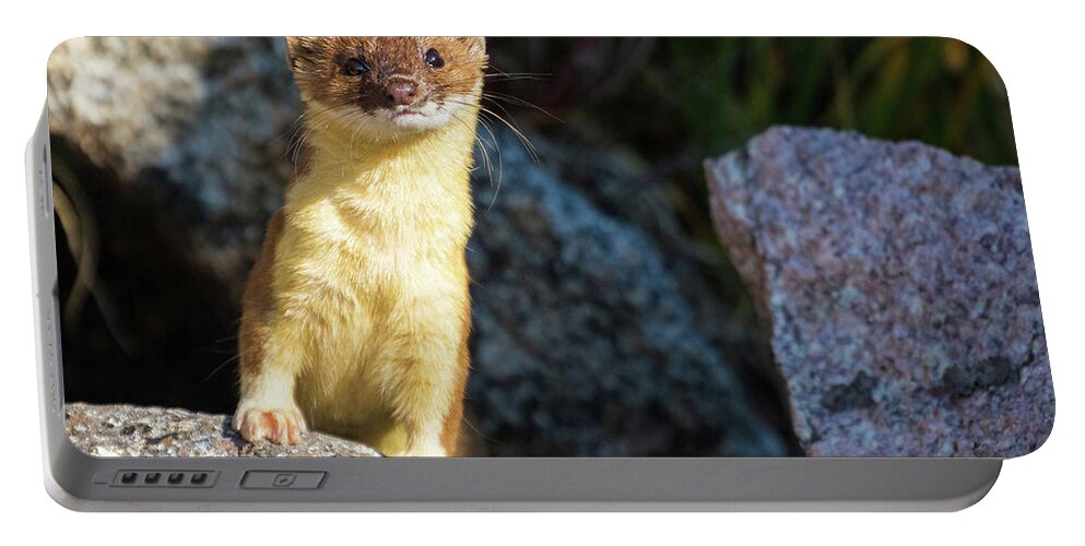 Long-tailed Weasel Portable Battery Charger featuring the photograph Alpine Tundra Weasel #2 by Mindy Musick King