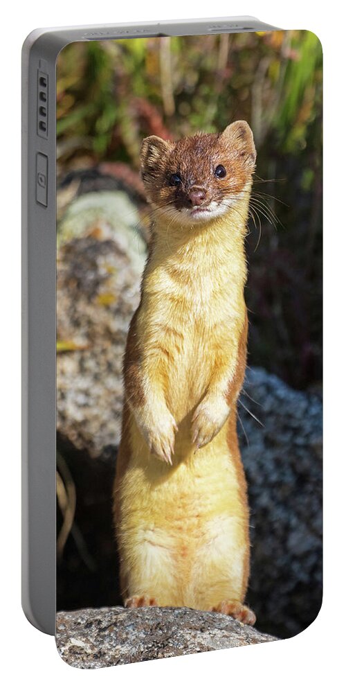 Long-tailed Weasel Portable Battery Charger featuring the photograph Alpine Tundra Weasel #3 by Mindy Musick King