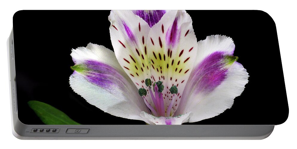 Peruvian Lily Portable Battery Charger featuring the photograph Alstroemeria Portrait. by Terence Davis