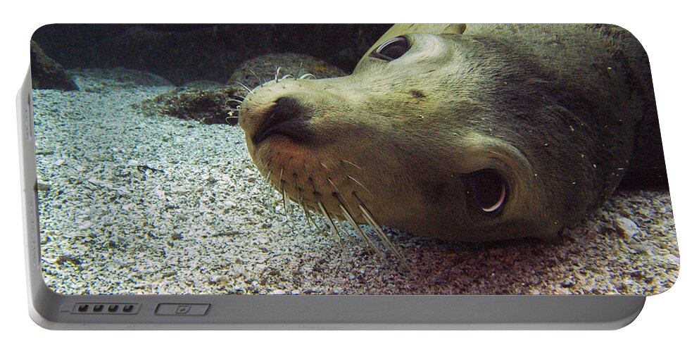 Underwater Portable Battery Charger featuring the photograph Am I cute? asks the sea lion by Matt Swinden