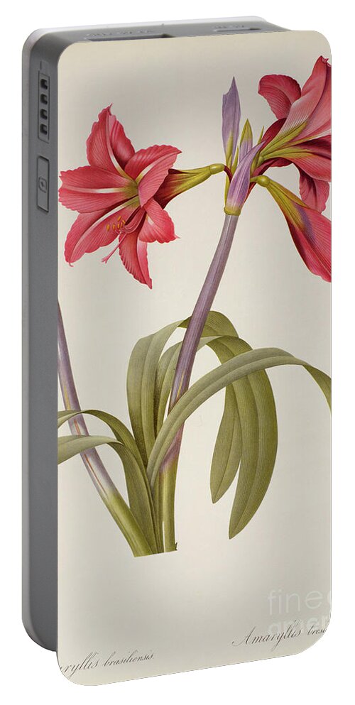 Amaryllis Portable Battery Charger featuring the drawing Amaryllis Brasiliensis by Pierre Redoute