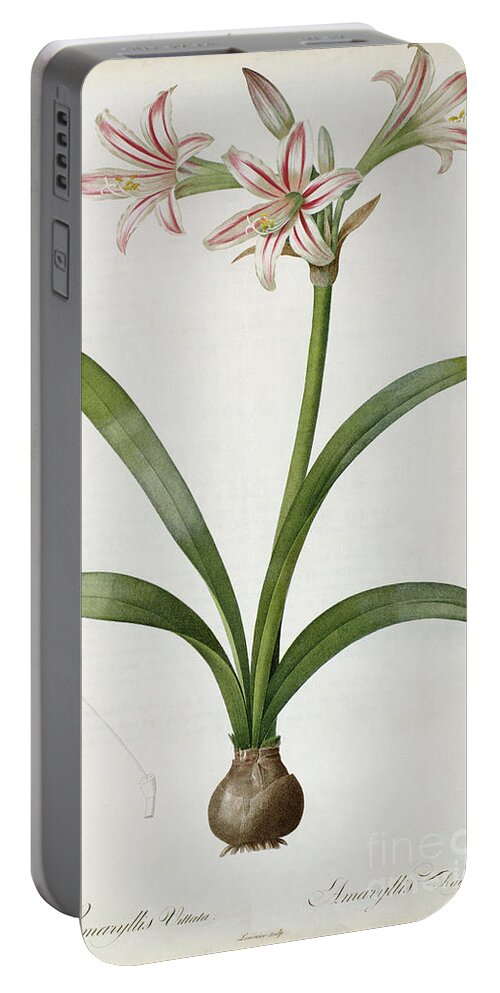 Lily Portable Battery Charger featuring the painting Amaryllis Vittata by Pierre Redoute