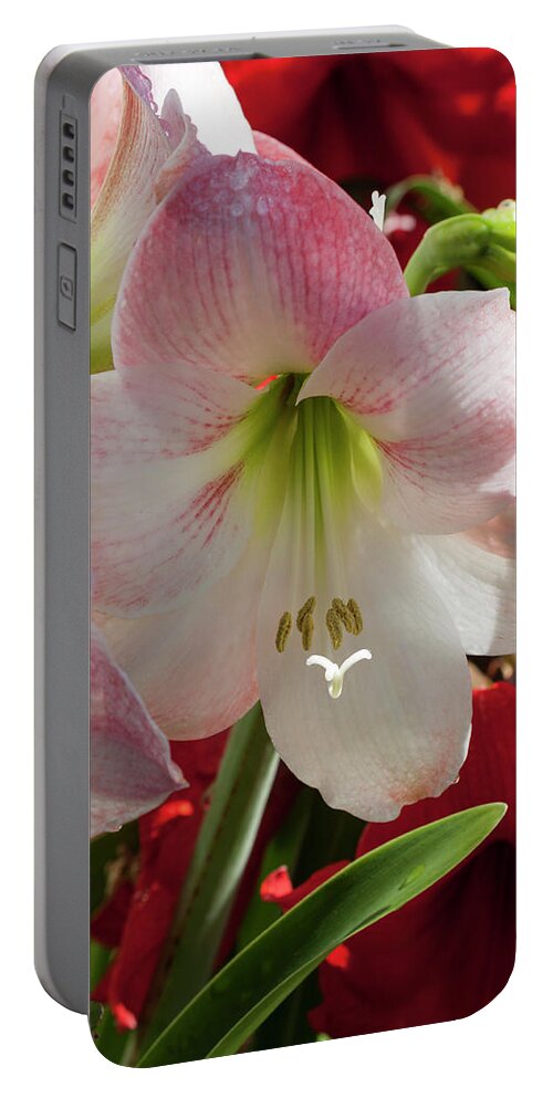 Photograph Portable Battery Charger featuring the photograph Amazing Amarylis by Suzanne Gaff