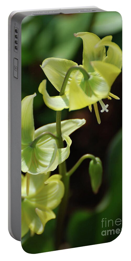 Trout-lily Portable Battery Charger featuring the photograph Amazing Blooming Yellow Trout Lily in a Garden by DejaVu Designs