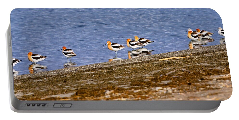 American Avocet Portable Battery Charger featuring the photograph American Avocets by Greg Norrell