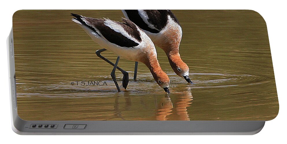 American Avocets Swishing Portable Battery Charger featuring the photograph American Avocets Swishing by Tom Janca
