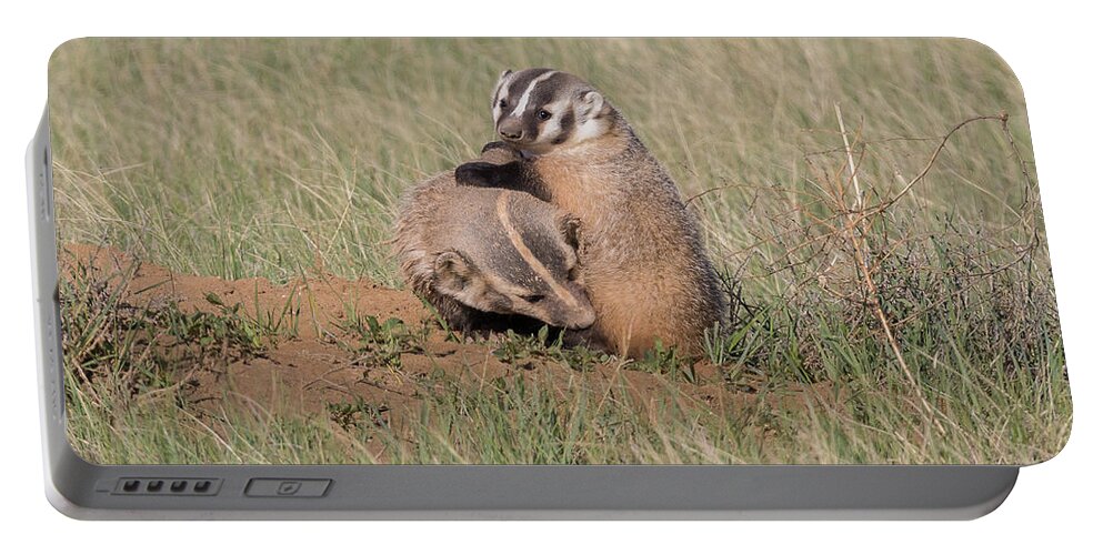 Badger Portable Battery Charger featuring the photograph American Badger Cub Climbs On Its Mother by Tony Hake