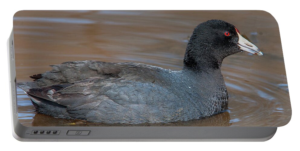 Nature Portable Battery Charger featuring the photograph American Coot DMSB0138 by Gerry Gantt