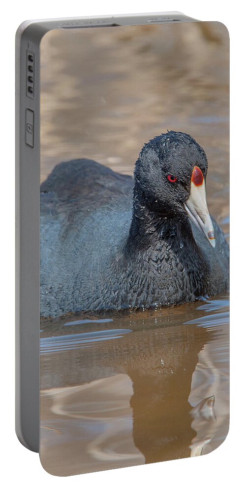 Nature Portable Battery Charger featuring the photograph American Coot DMSB0140 by Gerry Gantt