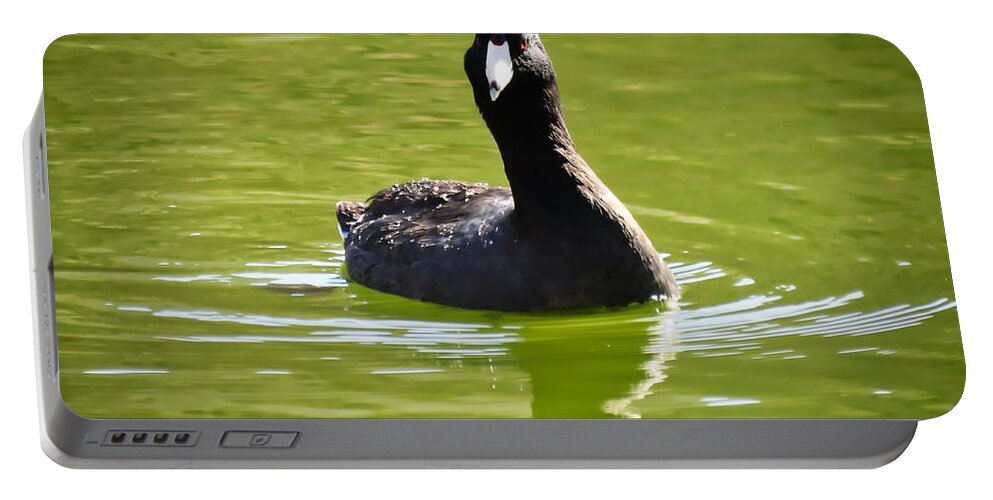American Coot Portable Battery Charger featuring the photograph American Coot Portrait by Judy Kennedy