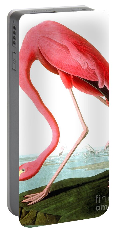 Bird Portable Battery Charger featuring the painting American Flamingo by John James Audubon