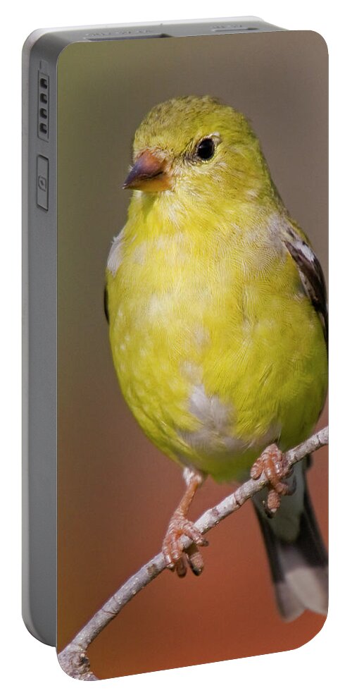 Bird Portable Battery Charger featuring the photograph American Goldfinch Female by Bob Decker