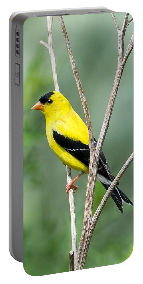 American Goldfinch Portable Battery Charger featuring the photograph American Goldfinch  by Holden The Moment
